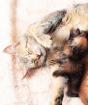 Прерывание беременности у животных Каким препаратом сделать выкидыш кошке